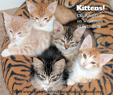 Kittens Snuggles in a bed together