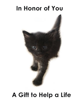 Black Cat Honor Card