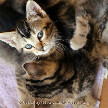 Sleeping Tabby Kittens Group Nap Rescue Felines