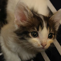 Support BBMHRescue Cat Fundraiser Donations Kitten Photo