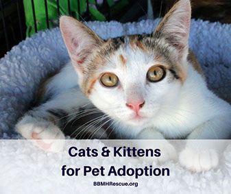 Cats and Kittens for Pet Adoptions at BBMH Rescue!