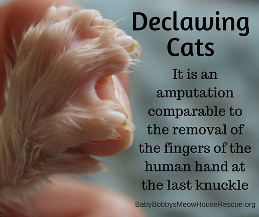 Declawing Cats is Actually an Amputation Photo Image