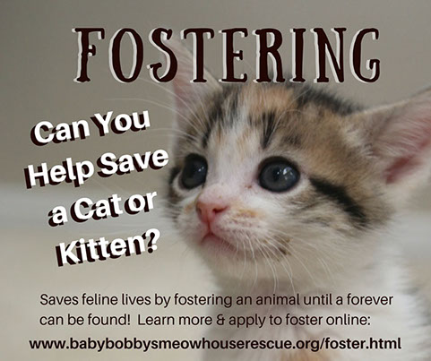 Fostering a cat or kitten until a permanent home can be found helps to save feline lives (photo).