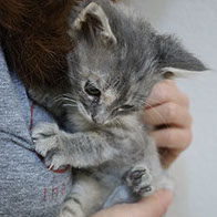 Support BBMHRescue Cat Fundraiser Donations Kitten Photo