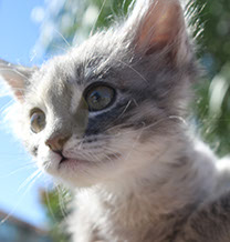 Support BBMHRescue Cat Fundraiser Donations Kitten Photo