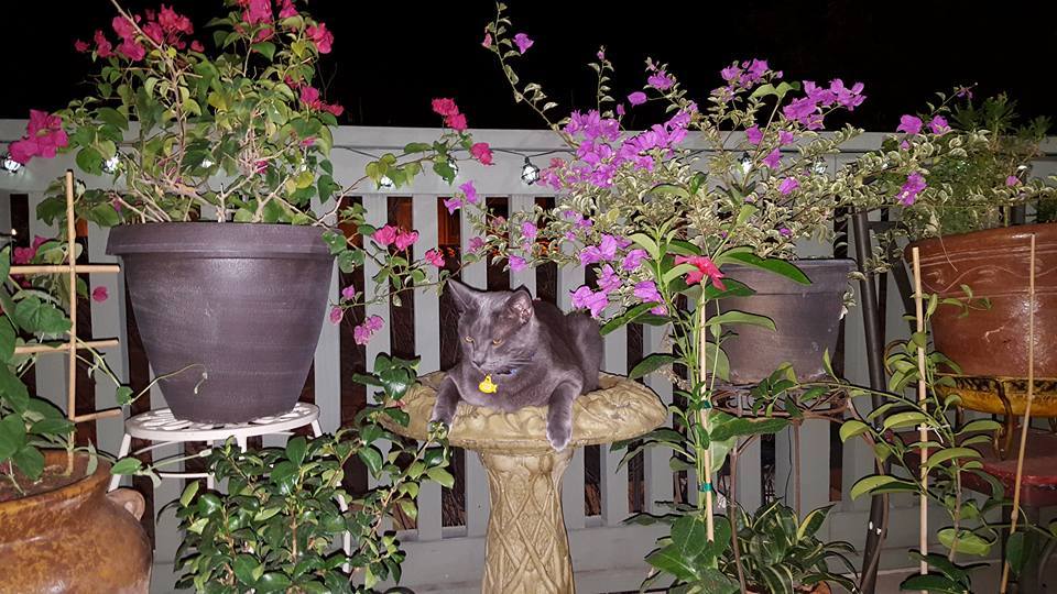 Gray rescue cat sitting in bird bath in balcony garden