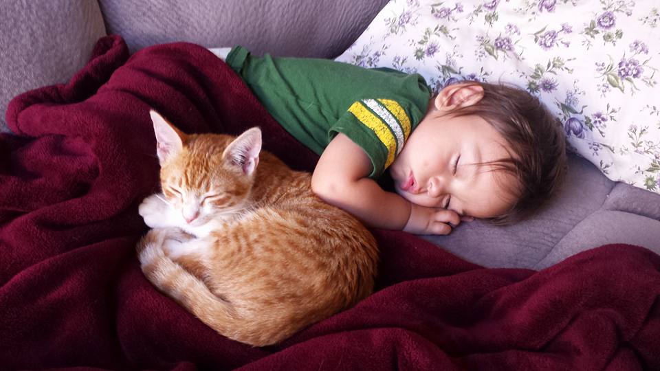 Sleeping toddler and rescue kitten taking nap together