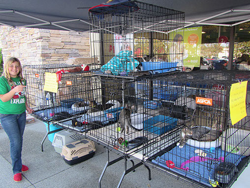 BBMHR Cat & Kitten Adoption Event at PetSmart