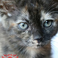 Support BBMHRescue Cat Fundraiser Donations Kitten Photo