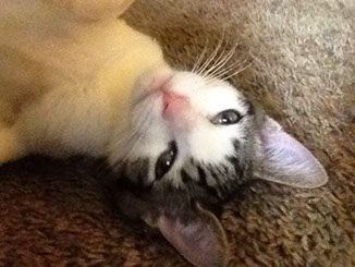 Adopted rescue cat happy in new home