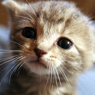 Support BBMHRescue Cat Fundraiser Donations Kitten Photo