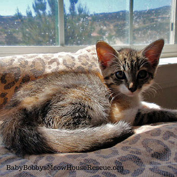 Kitten sleeping in cat bed in window