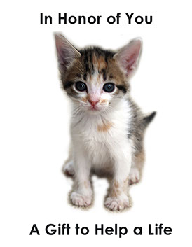 Tabby Cat Honor Card