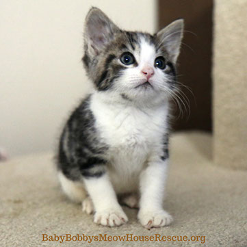 Cute Tabby White Kitten Photo
