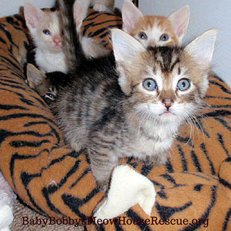 Bed full of adorable rescue kittens photo