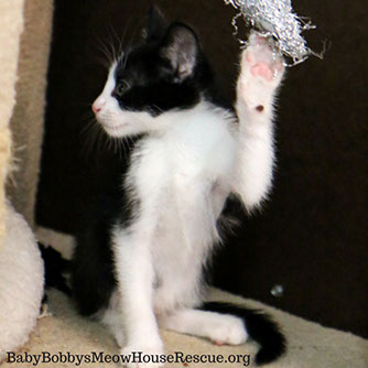 Tuxedo Kitten with Cat Scratcher Photo