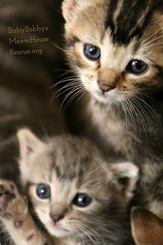 Photograph of Cute Tabby Kittens