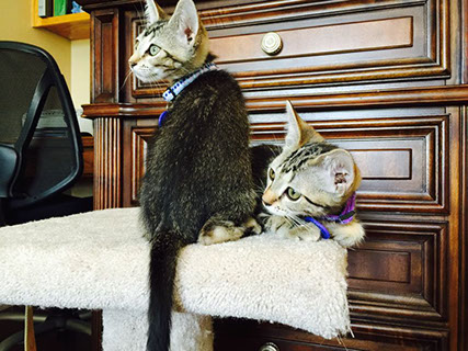 Two Tabby Kittens Adopted in Forever Home!