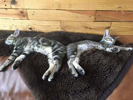 BBMHRescue Cat Adopted Happy Tails