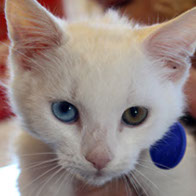 Support BBMHRescue Cat Fundraiser Donations Kitten Photo